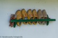 /album/fotogalerij/a20120512-nva-0835-rijnenburgermolen-web-jpg/