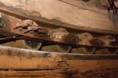 /album/fotogalerij/a20120512-nva-0636-rijnenburgermolen-web-jpg/